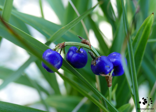 Dianella - Beautiful Blue Berries by Maryse Jansen