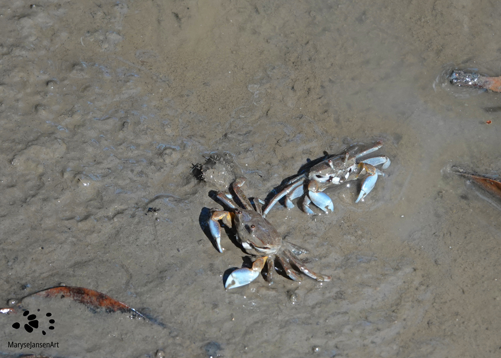 Burrowing Crabs: Mudflat Sentinel Crabs by Maryse Jansen