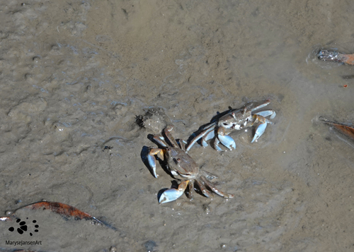 Burrowing Crabs: Mudflat Sentinel Crabs by Maryse Jansen