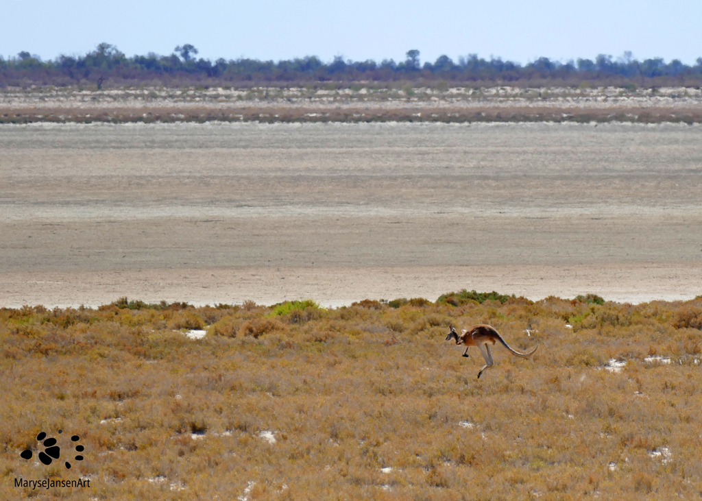 Animals in the Landscape: Big Red Roo by Maryse Jansen