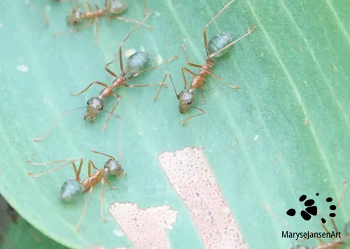 Green Tree Ants Trio by Maryse Jansen