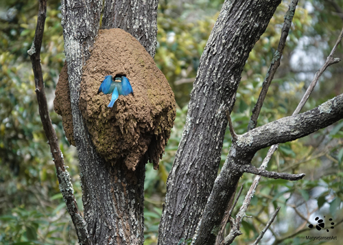 Sacred Kingfisher Entering Nest by Maryse Jansen