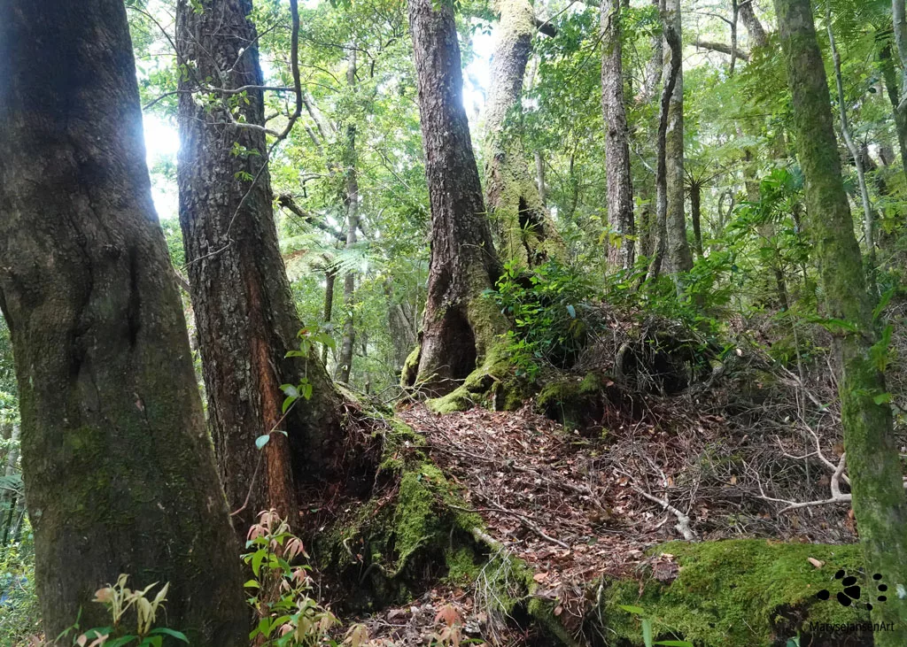 Sounds of the Rainforest Backdrop: Antarctic Beech by Maryse Jansen