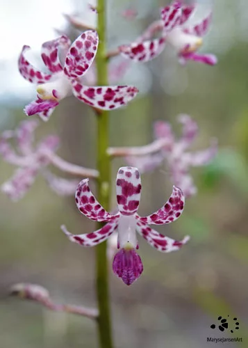 Blotched Hyacinth Orchid by Maryse Jansen
