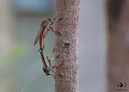 Red Robber Flies Mating by Maryse Jansen