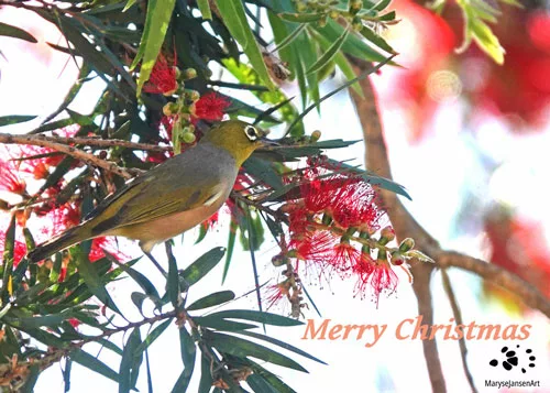 Silvereye on Bottle Brush II - Merry Christmas with Aussie Natives Series by Maryse Jansen