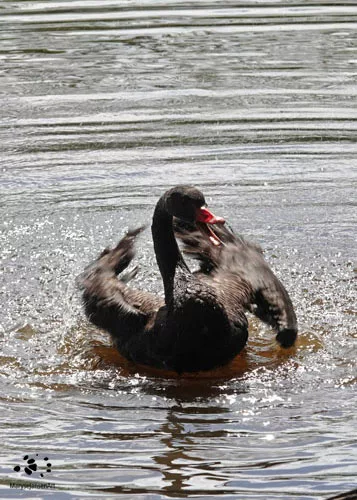 Black Swan Splashing by Maryse Jansen