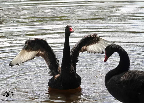 Two Black Swans by Maryse Jansen