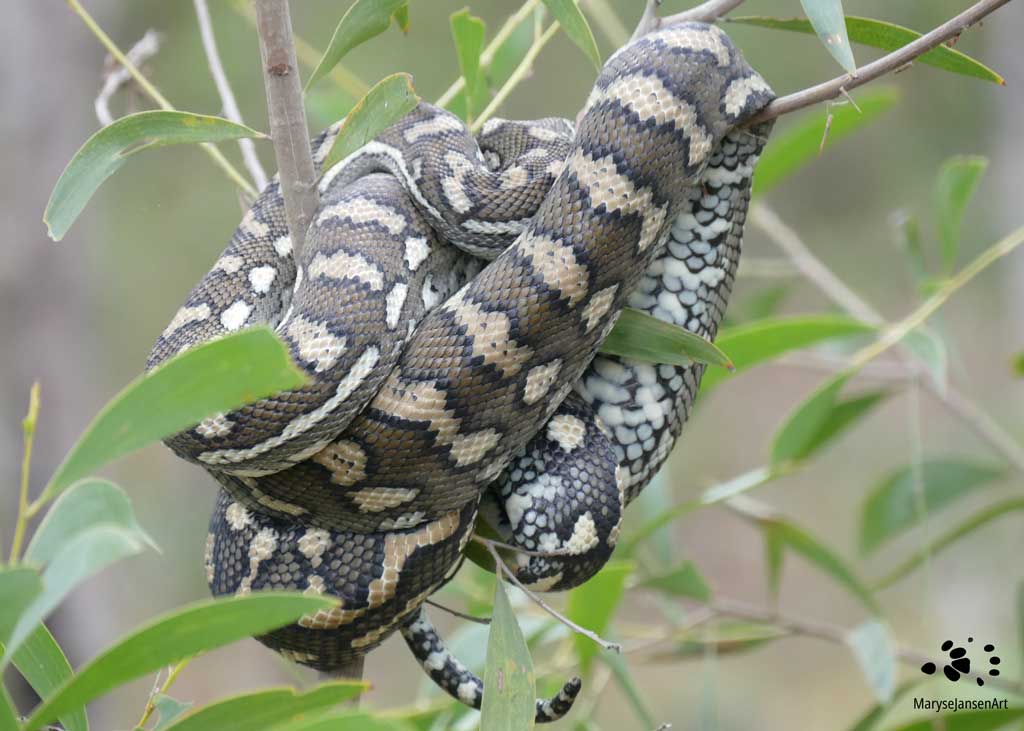 Carpet Python: Nap or Ambush by Maryse Jansen