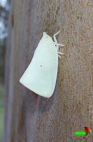 Nature-bite-#315-White-Moth by Maryse Jansen
