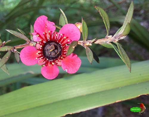 Daily Nature-bites: Nature-bite #365 Tea Tree Flower