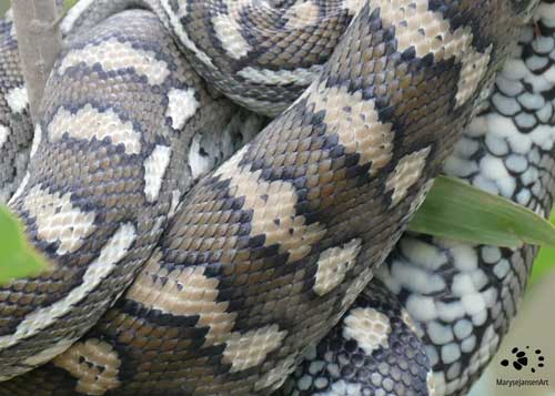 Carpet Python: Snake Art by Maryse Jansen