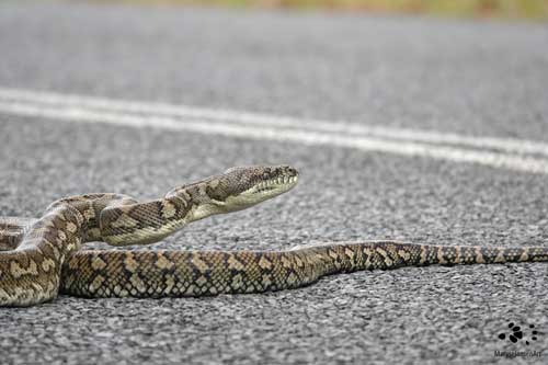 Snake on the Road! by Maryse Jansen