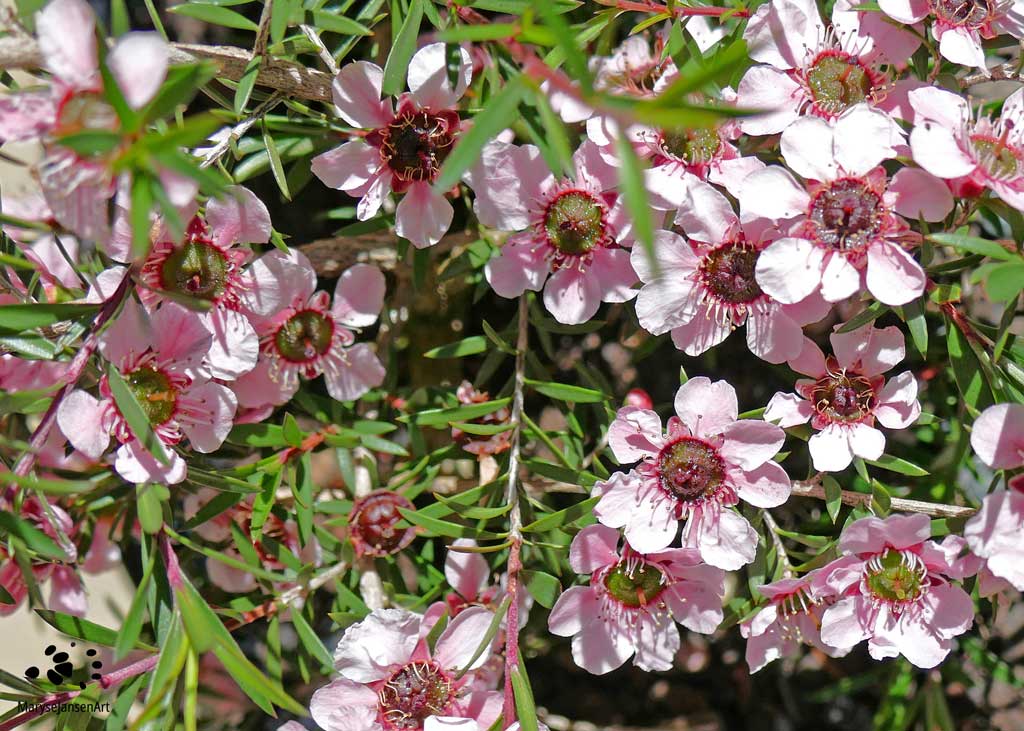 Tea Tree Flowers - Pink Abundance by Maryse Jansen