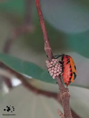 Cotton Harlequin Bug with Eggs by Maryse Jansen