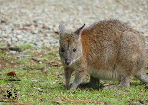 Cute Red-necked Pademelon by Maryse Jansen