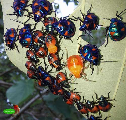 Nature-bite #359 -Cotton Harlequin Bugs Cluster by Maryse Jansen