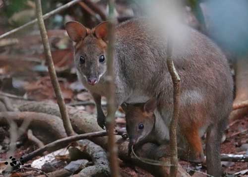 Red-legged Pademelon with Joey by Maryse Jansen