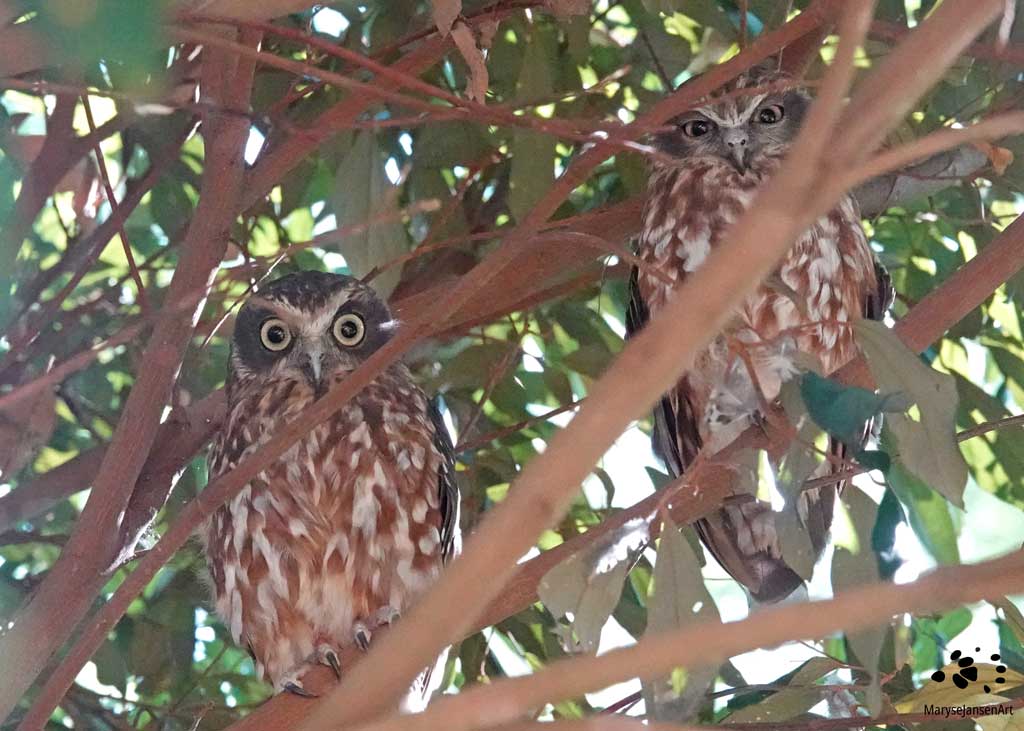 Two Boobook Owls by Maryse Jansen