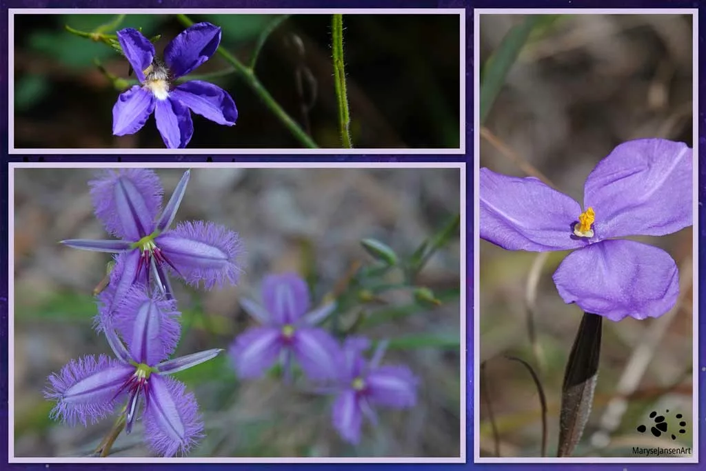 3 Perfectly Purple Wildflowers by Maryse Jansen