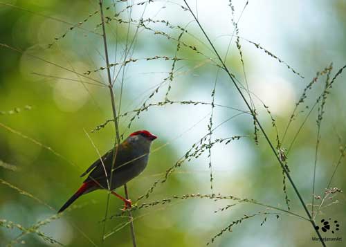 Red-browed Finch Perched by Maryse Jansen