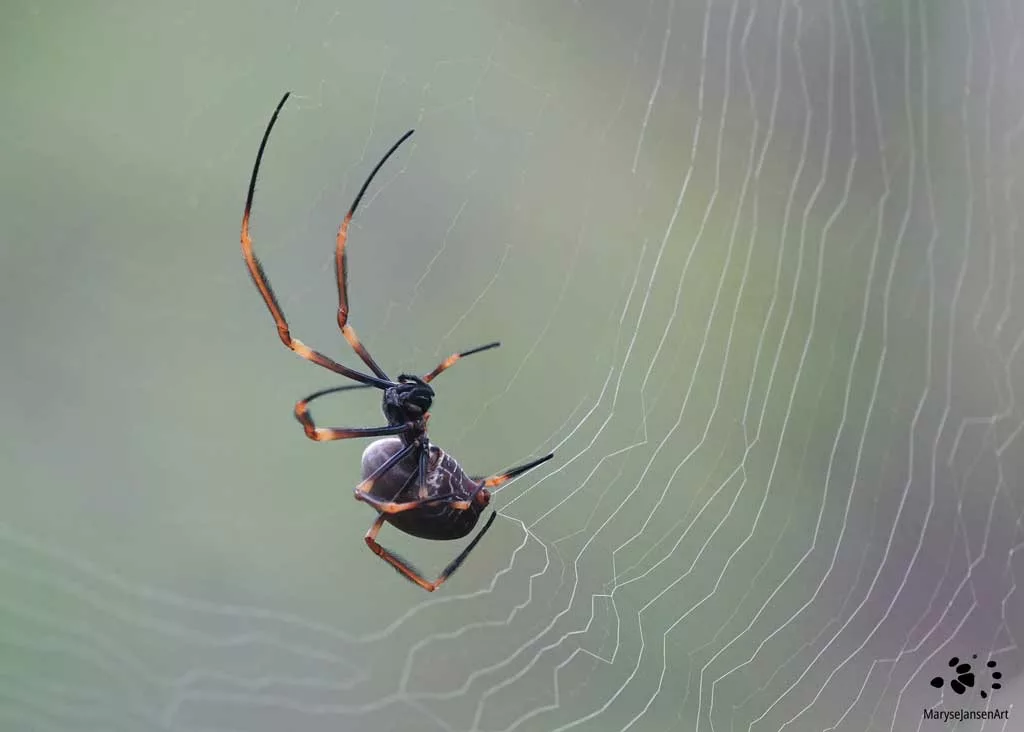 Tiger Spider Weaving her Web by Maryse Jansen