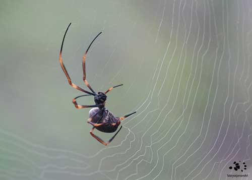 Tiger Spider Weaving her Web by Maryse Jansen
