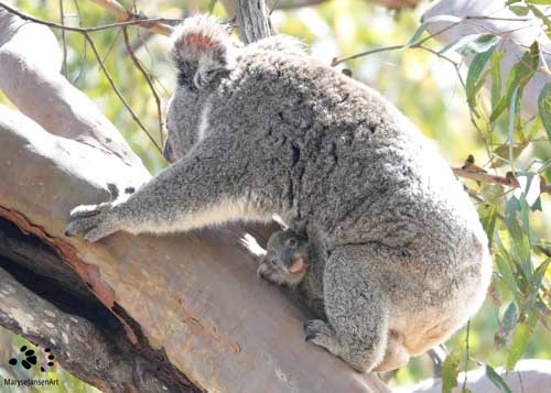 Safe Koala Crossings: Cling on Baby Koala! 