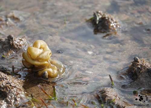 Oyster Thief - a Brown Algae Seaweed by Maryse Jansen