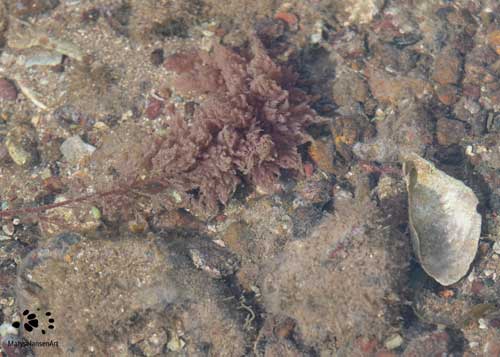 Seaweeds---Red Sea Plume by Maryse Jansen