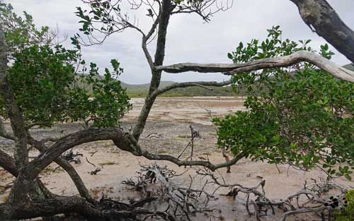 Great Keppel Island Mangroves by Maryse Jansen
