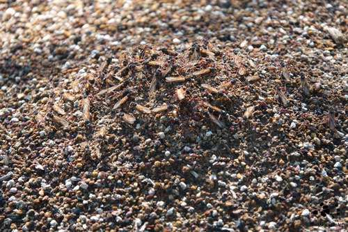 Meat Ants Readying For Nuptial Flight by Maryse Jansen