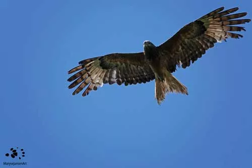 Black Kite soaring Overhead by Maryse Jansen