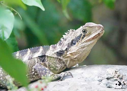 National Biodiversity Month: Eastern Water Dragon Male by Maryse Jansen