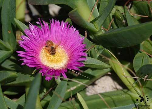 National Biodiversity Month: Honeybee taking a Dive in a Native Pigface Flower by Maryse Jansen