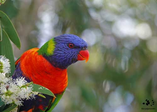 National Biodiversity Month: Rainbow Lorikeet by Maryse Jansen