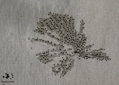 Sand Art Series - Crab Art 4 by Maryse Jansen