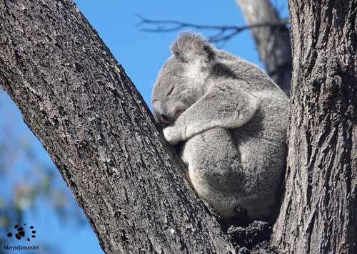 National Biodiversity Month: Snoozing in the Winter Sun II by Maryse Jansen