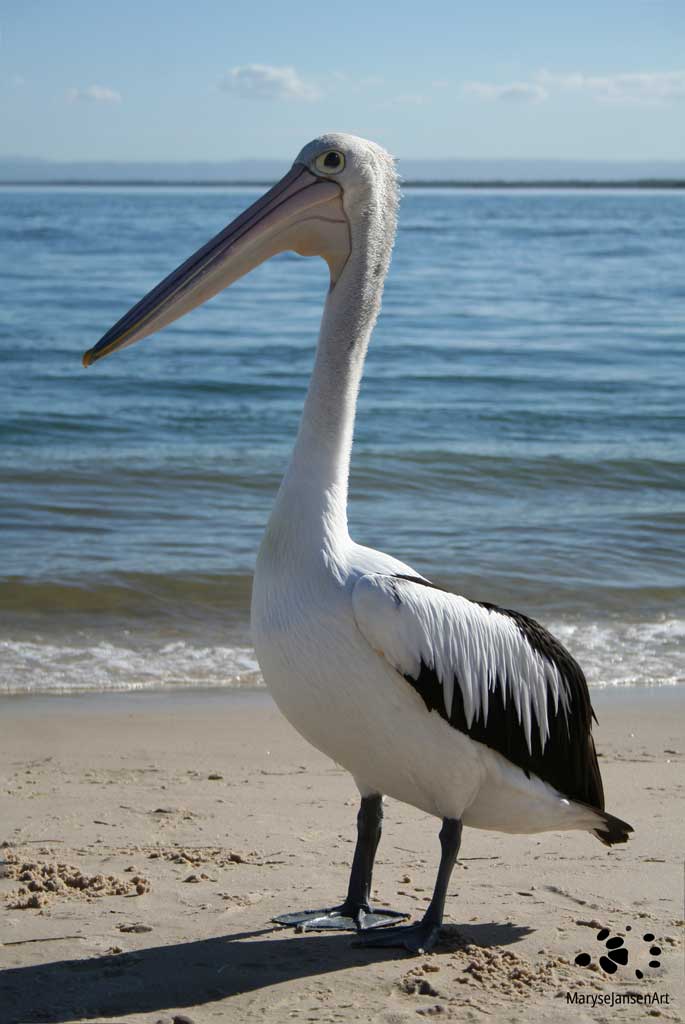 Australian Pelican by Maryse Jansen