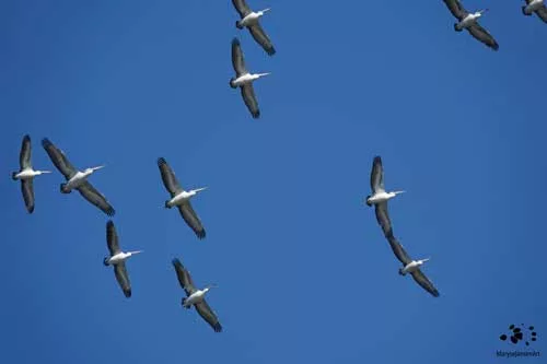 Australian Pelicans in Flight by Maryse Jansen