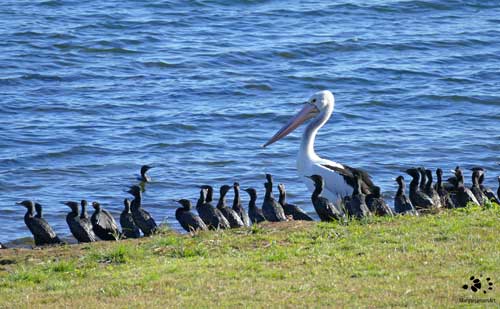 Come Along by Maryse Jansen - Australian Pelican and Little Black Cormorants
