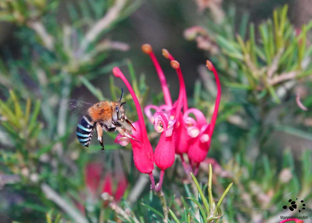Blue-banded Bee on Red Spider Grevillea II by Maryse Jansen