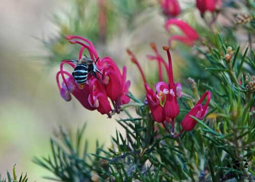 Blue-banded Bee on Red Spider Grevillea I by Maryse Jansesn