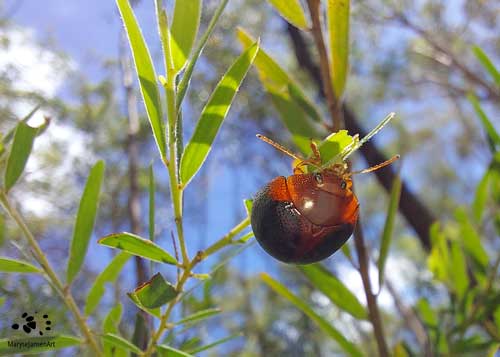 Acacia Leaf Beetle by Maryse Jansen