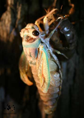 Cicada Emerging by Maryse Jansen