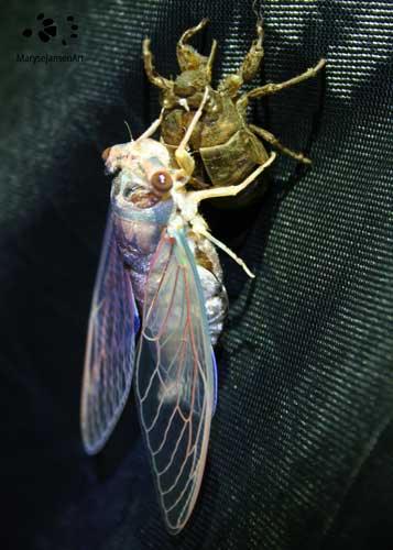 Emerging Cicada on Tent Mesh by Maryse Jansen