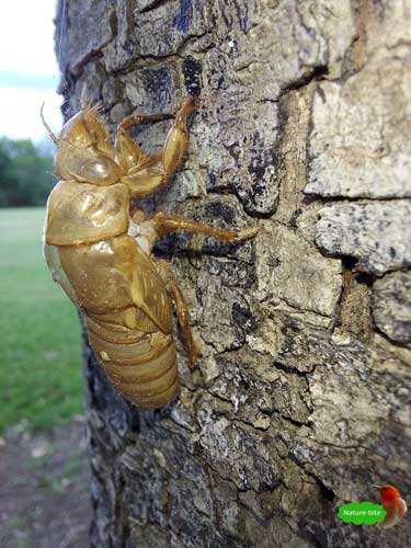 Empty Cicada Shell - Nature-bite by Maryse Jansen
