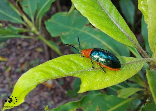 Orange-blue Narrow-necked Leaf Beetle 2 by Maryse Jansen