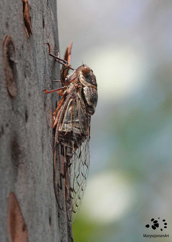 Cicada: Symbol of Summer by Maryse Jansen