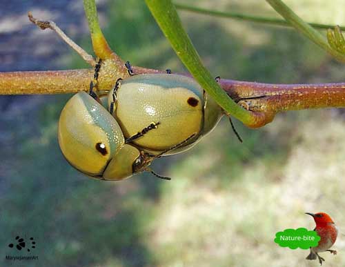 White Acacia Leaf Beetles Mating Pair by Maryse Jansen